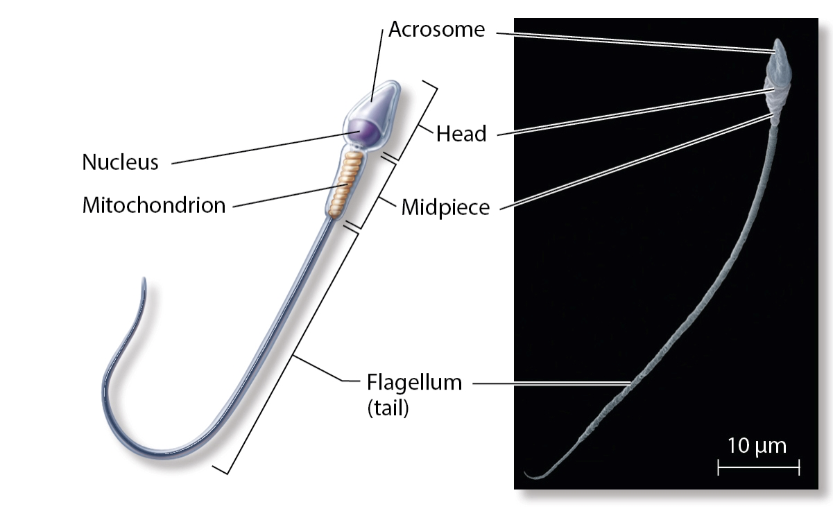 <p>Mitochondria </p>