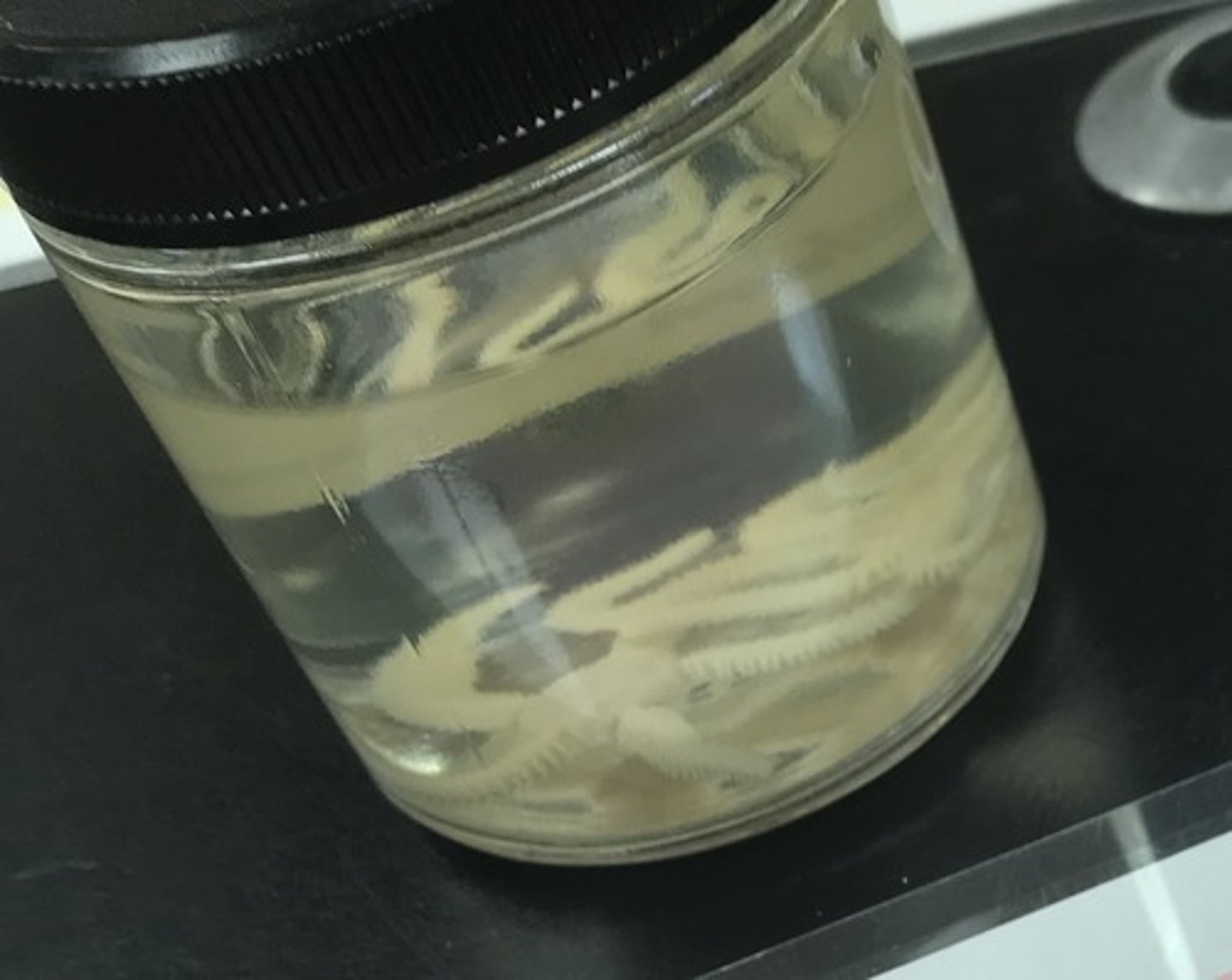 <p>For the following specimen(s), give the entire taxonomy and the name of the specimen(s)</p>