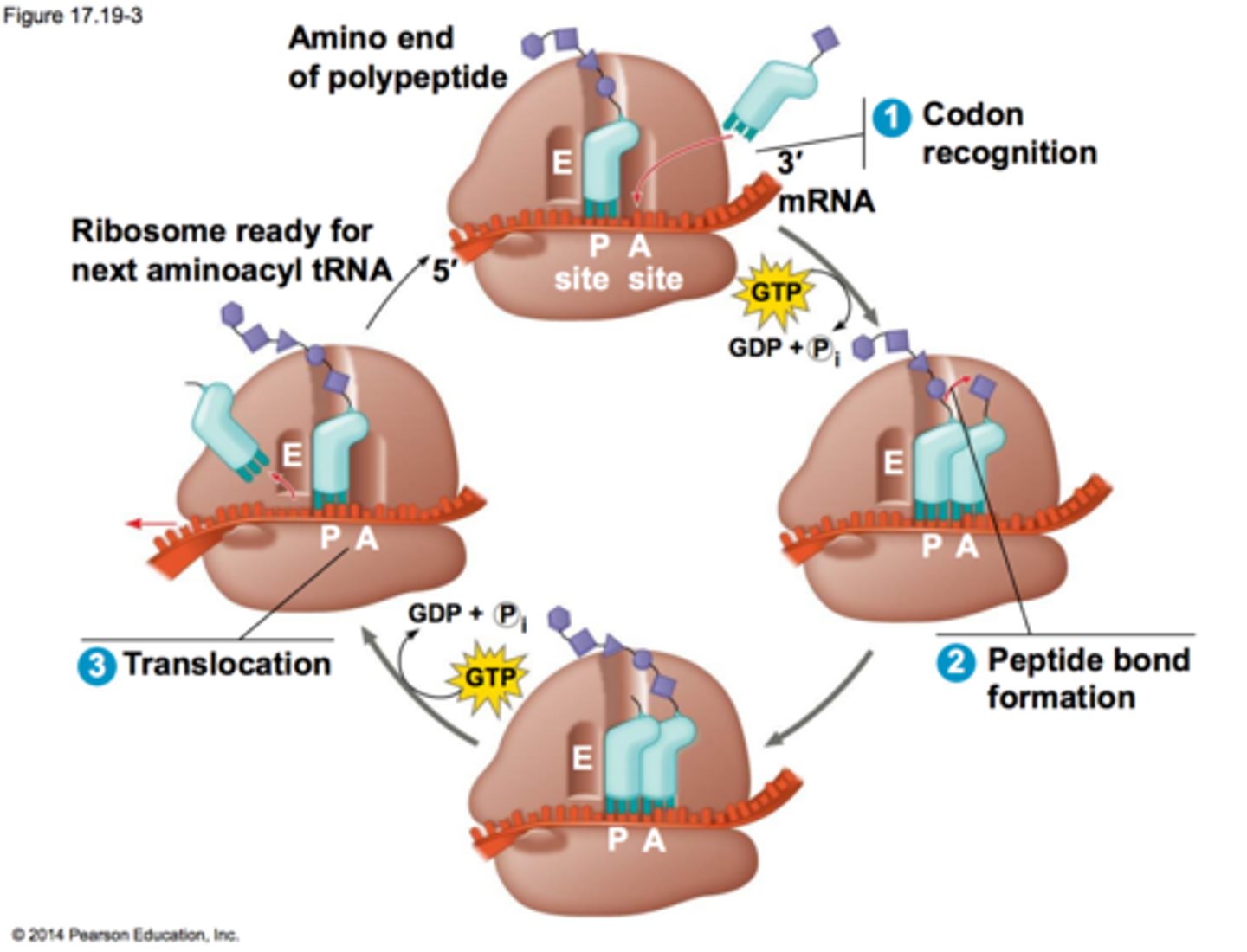 <p>an enzyme in the large subunit of the ribosome; forms the peptide bond using GTP</p>