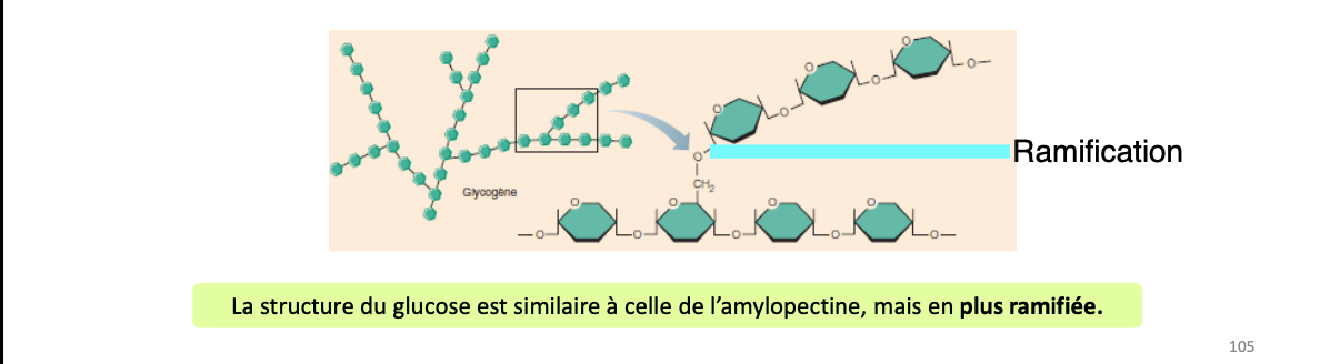 <ul><li><p>réserve de glucides chez animaux</p></li><li><p>stocké dans muscles et cellules du foie</p></li><li><p>molécule très grosse et très ramifiée</p></li><li><p>si sucre dans sang diminue, glycogène dégradé en glucose pr être utilisé</p></li></ul><p></p>