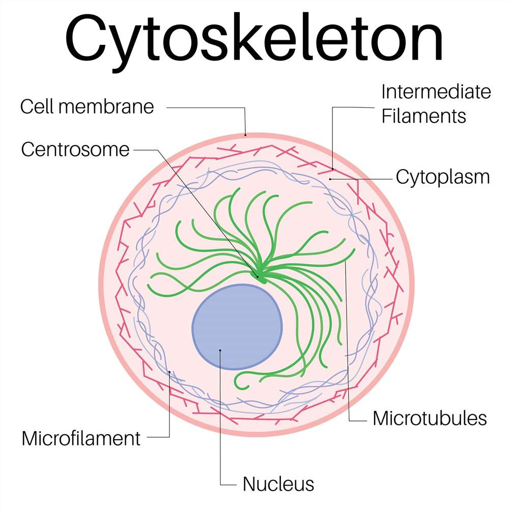 <p>System of <strong>protein filaments</strong> in the cytoplasm of a <strong>eukaryotic </strong>cell that gives the cell shape and the capacity for directed movement.</p><p><u> 3 major filament types:</u></p><ul><li><p>actin filaments (thinnest, abundant in muscle cells)</p></li><li><p>microtubules (thickest)</p></li><li><p>intermediate filaments</p></li></ul><p></p>