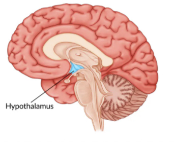 <p>Maintains homeostasis by regulating hunger, thirst, temperature, and circadian rhythms. Controls the pituitary gland, influencing hormone release and linking the nervous system to the endocrine system. Located below the thalamus, part of the Limbic System.</p>