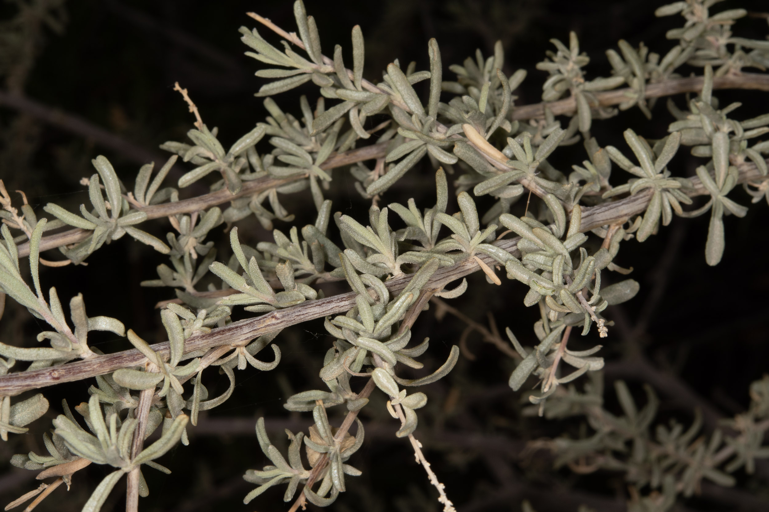 <p>What is this plant’s scientific name?</p>