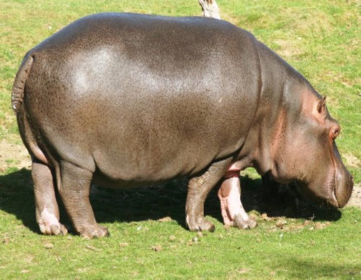 <p>hippopotamus</p>