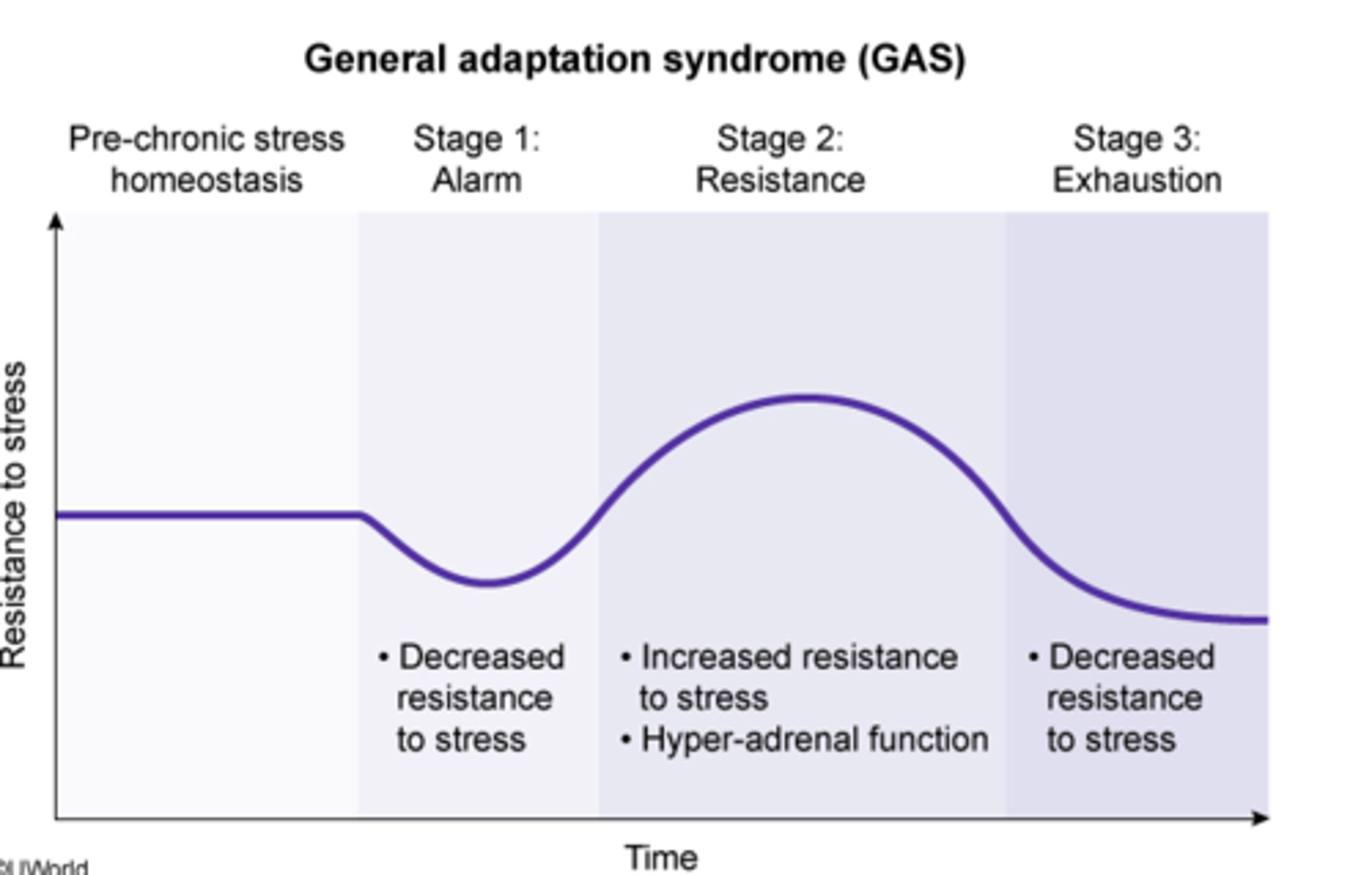 <p>resistance <br><br>GAS describes how the body reacts to stress that is acute or long lasting</p>