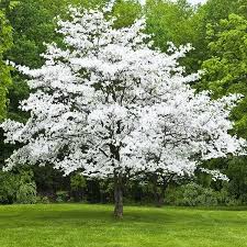 <p>Flowering dogwood</p>
