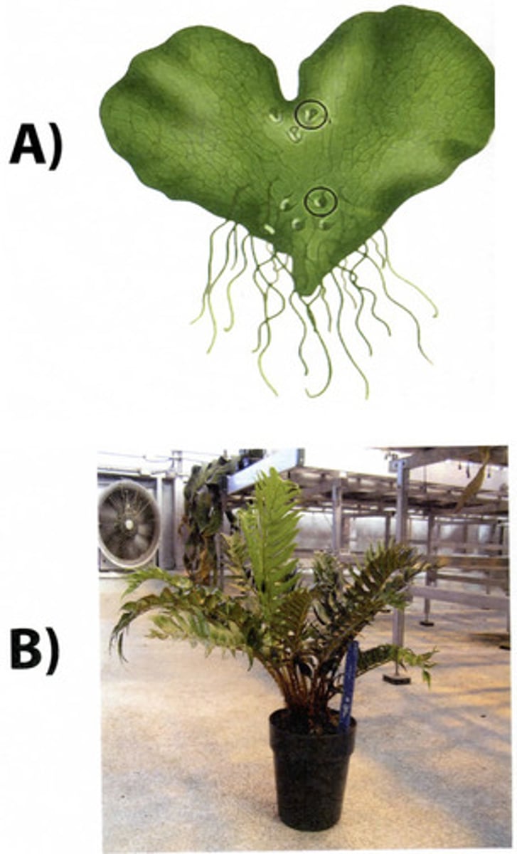 <p>A=haploid , B= diploid</p>