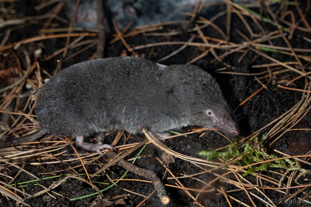 <p>Northern short-tailed shrew</p>