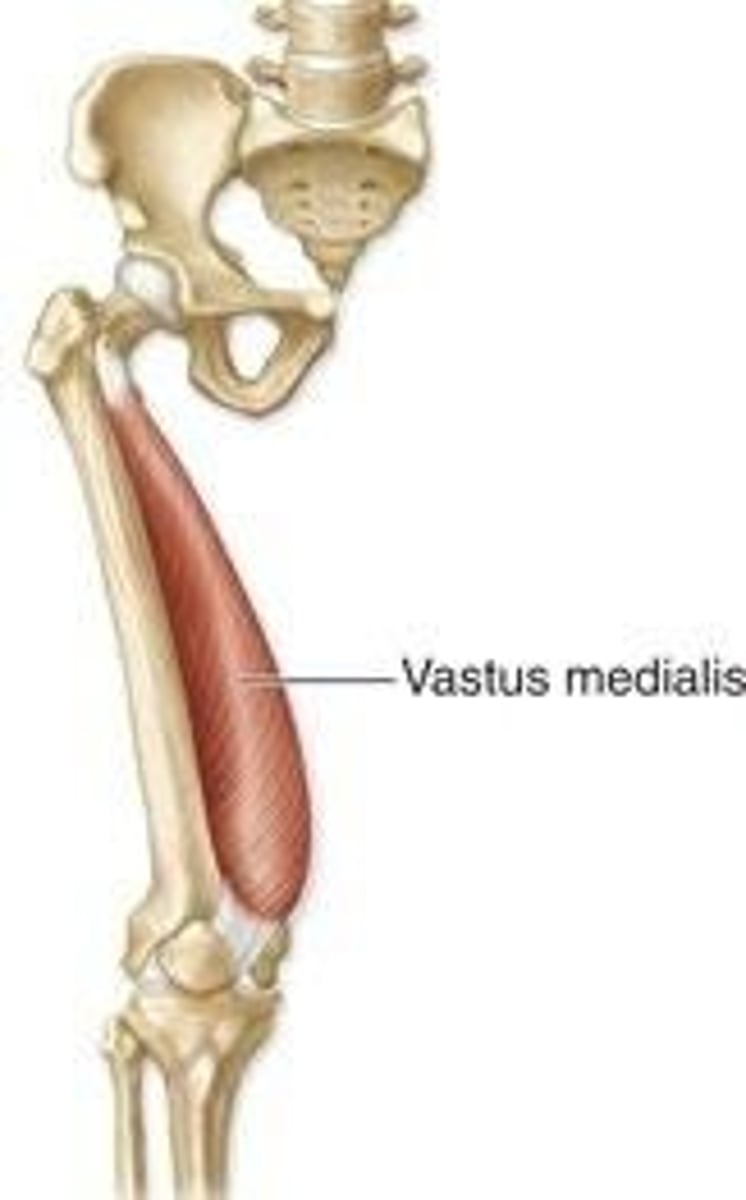 <p>Extension at the knee</p>