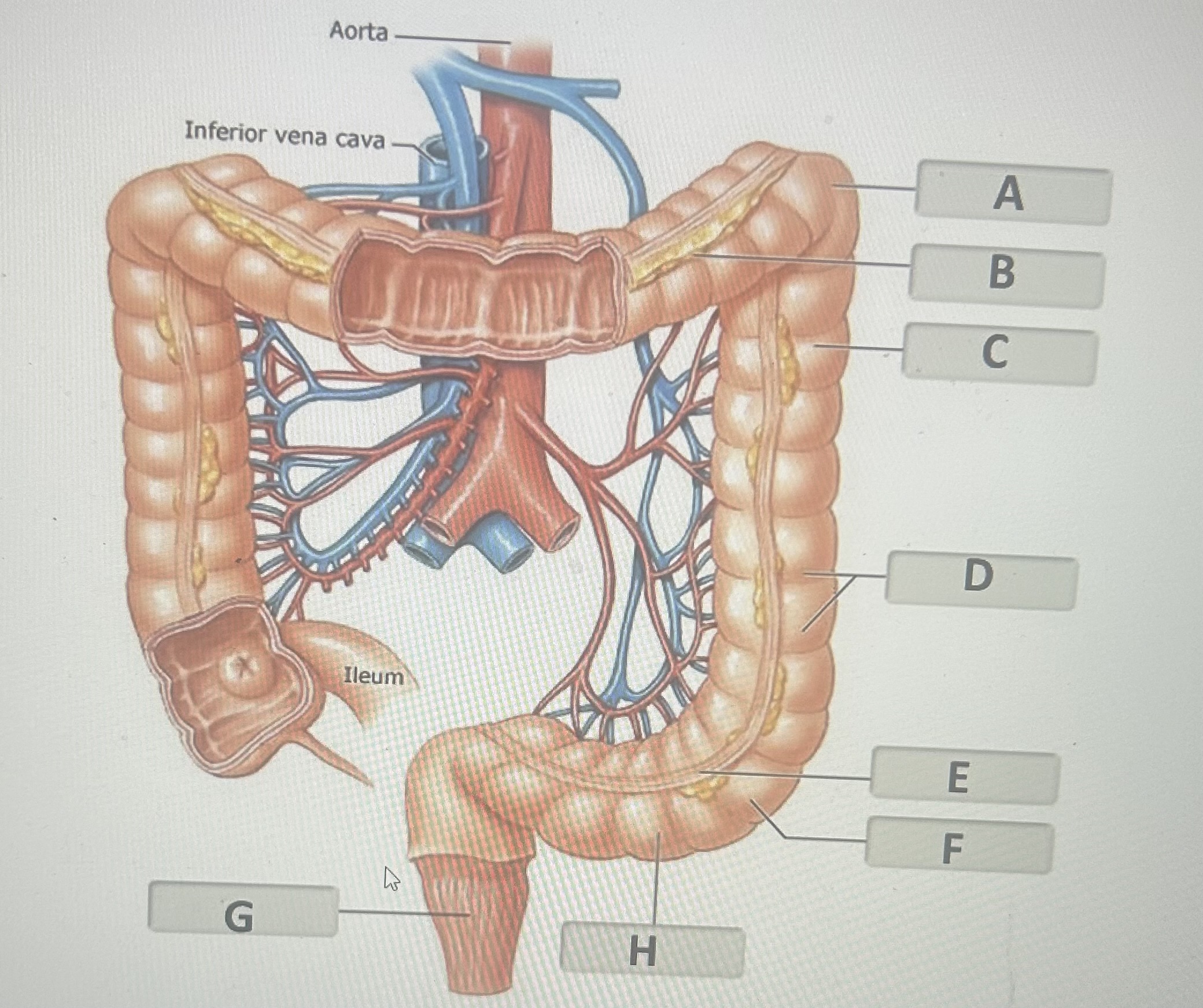 Identify the large intestine structure labeled E
