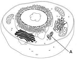 In figure 10-4, what role does structure A play in mitosis?