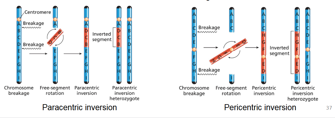 <ul><li><p><strong>Paracentric inversion:</strong> The inverted segment is located on a single arm of the chromosome and <em>does not include the centromere</em>.</p></li><li><p><strong>Pericentric inversion:</strong> The inverted segment <em>includes the centromere</em>, meaning the breakpoints are on opposite arms of the chromosome. This reorients a segment that spans both arms.</p></li></ul><p></p>