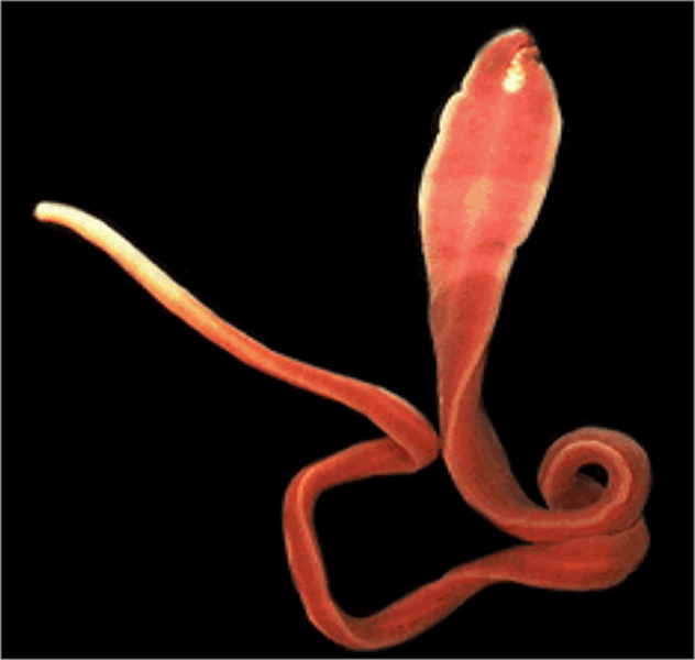 <p>Ribbon worms<br>~ 900 species</p>