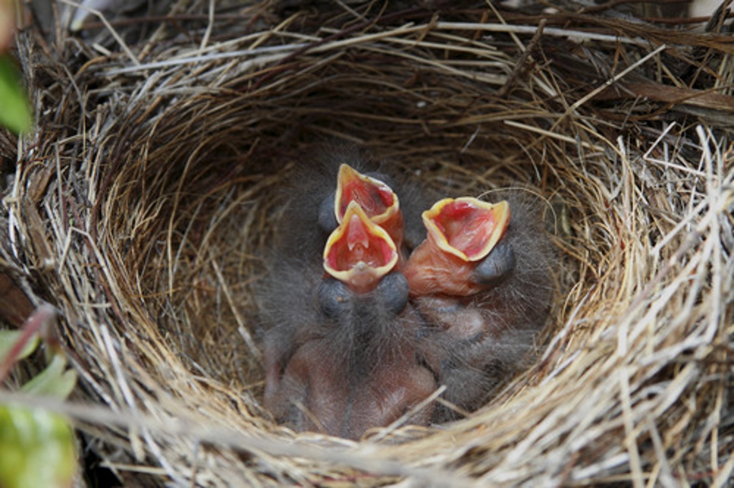 <p>Where an organism lives</p>