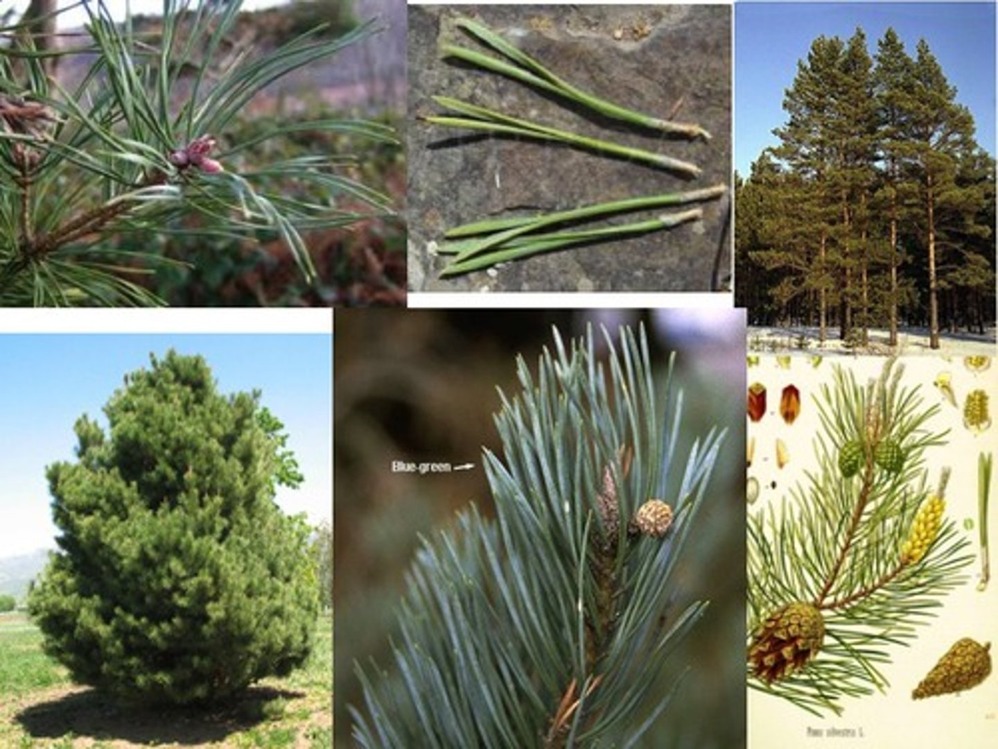 <p>- Hard pine</p><p>- fascicles: 2s</p><p>- needles: cross over and wrap around each other, bluish color.</p><p>- Bundle sheath: persistent</p><p>- bark: orange colored</p><p>- cones: conical and smallish.</p>