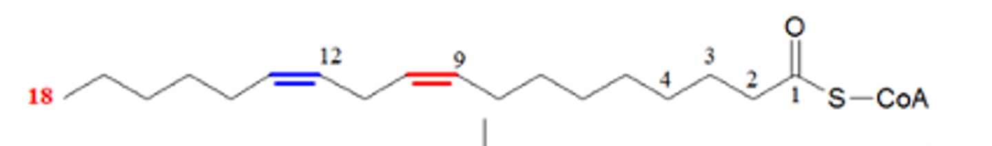 <p>In this poly UNSFA how does this first double bond (red) go through oxidation?</p>