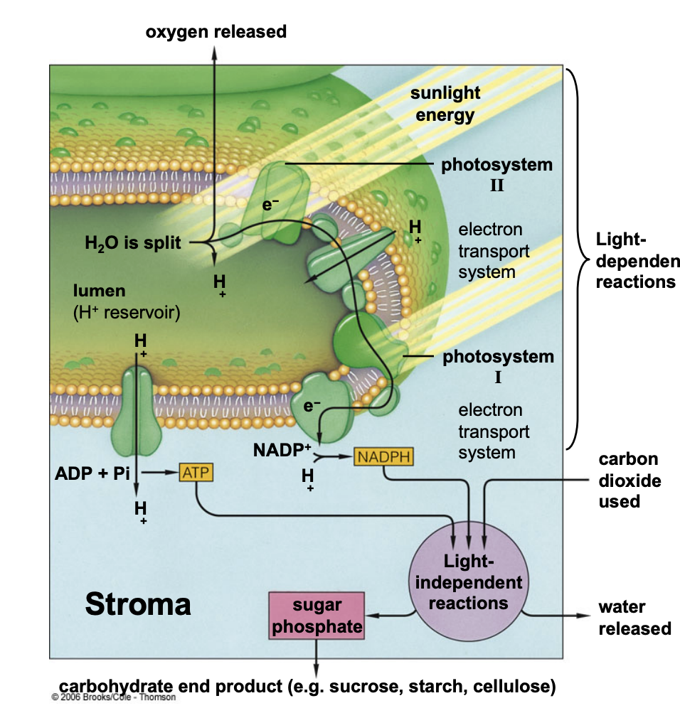 <p>thylakoid membrane</p>