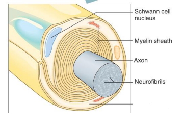 <p>Label the diagram </p>