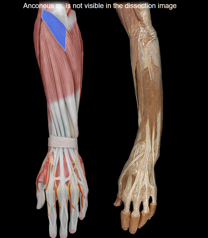 <p>Anconeus</p>