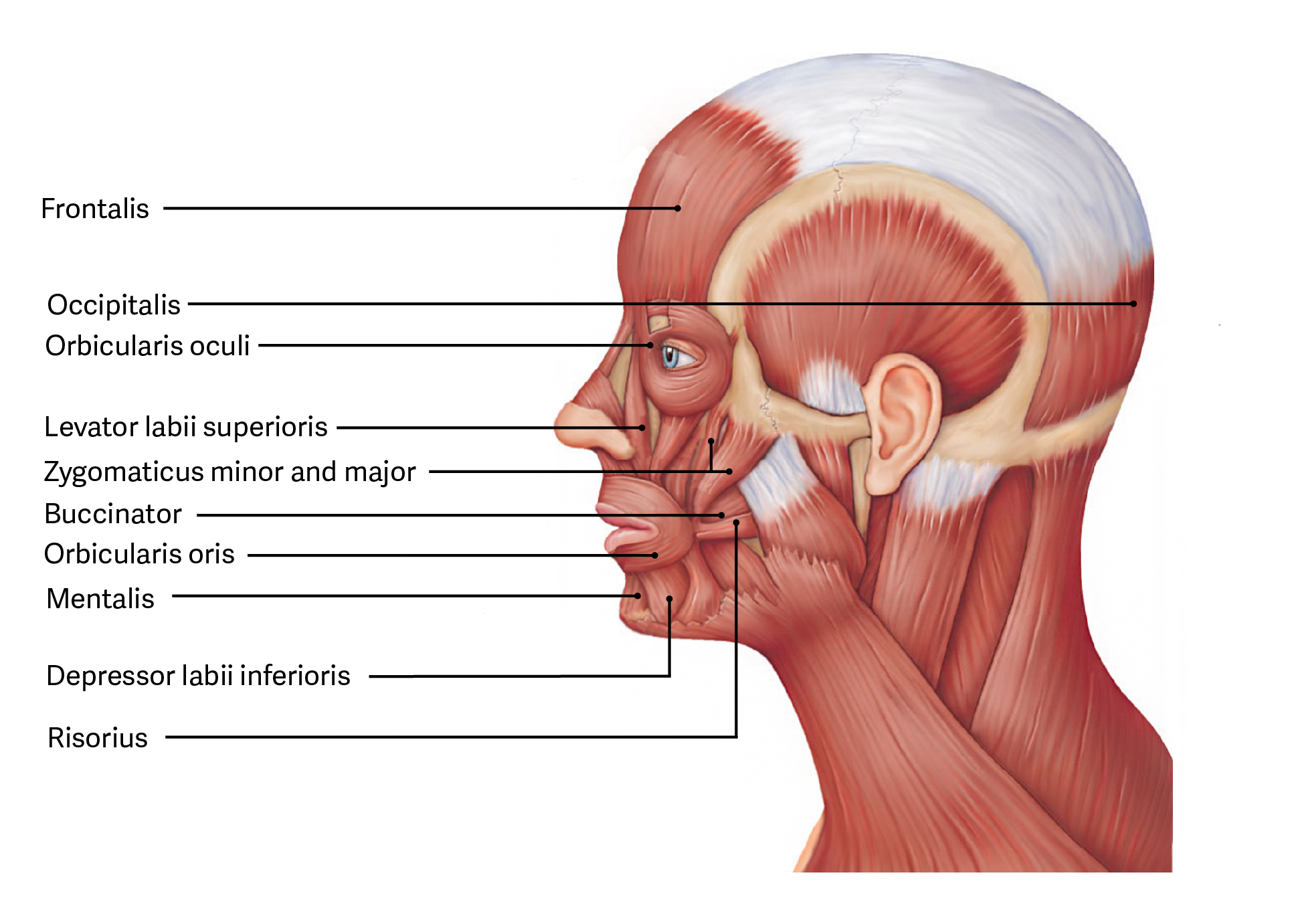 <p><span><span>Compresses cheek; holds food in teeth; suction&nbsp;</span></span></p>