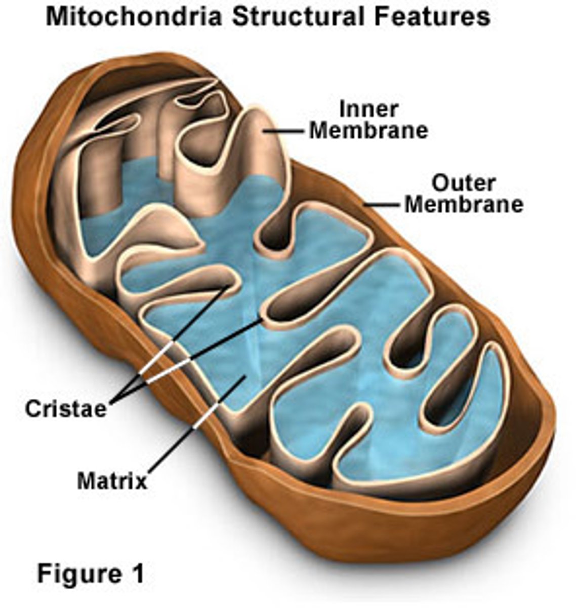 <p>Bounded by inner and outer mitochondrial membranes. Site of aerobic cellular respiration where chemical reactions that extracts chemical potential energy from glucose and permits the cell to store it as ATP in the presence of oxygen</p>