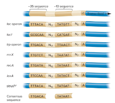 <p>The most common sequence in the -35 and -10 promoter regions. It is likely to result in a high level of transcription. Sequences that deviate from this sequence typically result in lower levels of transcription.</p>