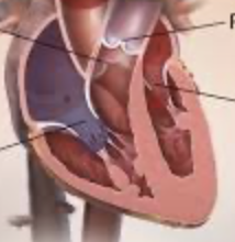 <p>what are the 4 valves of the heart?</p>