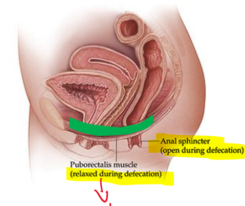 <p>It is relaxed which allows the sphincter to be open!</p>