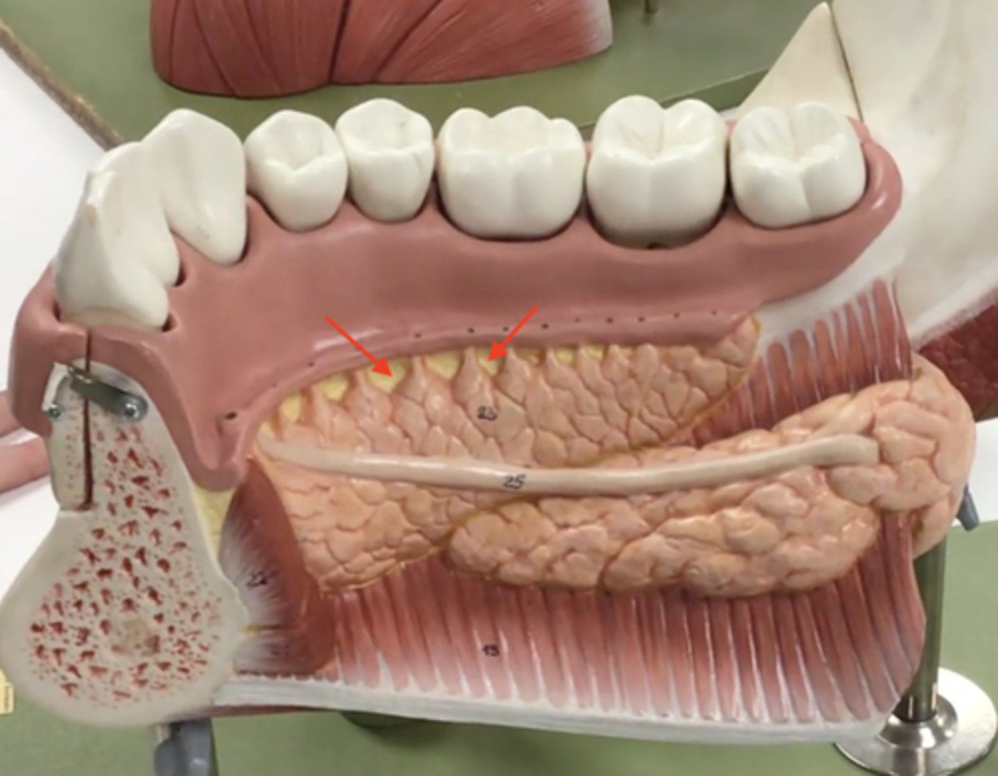 knowt flashcard image