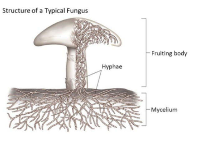 <p>The main structure of the fungus is located <strong>below ground</strong>.</p><ul><li><p>The body is a mesh-like structure, made up of a branching network of filaments that are collectively called <strong>mycelium</strong>.</p></li><li><p>The individual mycelium filaments are called <strong>hyphae</strong> (singular: hypha) The hyphae are microscopically thin. They consist of long tubes of cytoplasm containing many nuclei. The cell wall is composed of <strong>chitin</strong></p></li><li><p>The hyphae tubes are sometimes separated into cell-like compartments by cell walls called <strong>septa</strong> (singular: septum)  The walls are not solid and contain large pores and the cytoplasm is therefore continuous from end to end</p></li></ul>