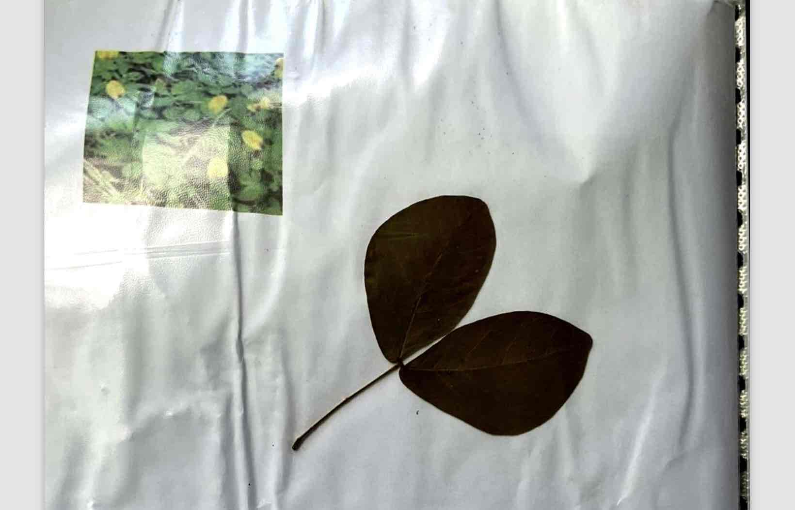 term image