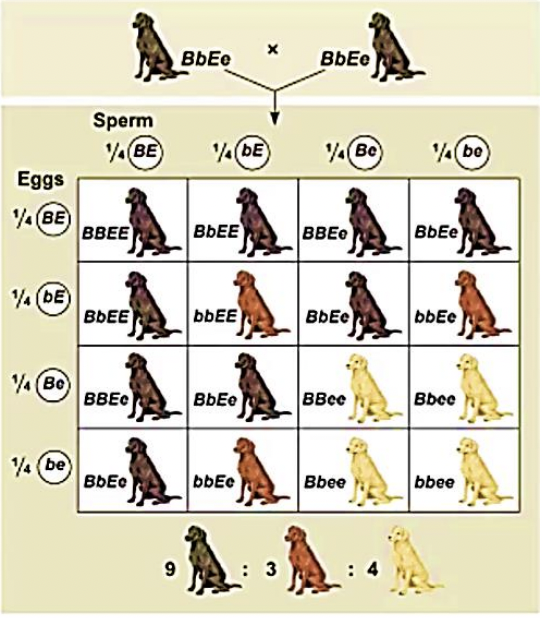 Polygenic Inheritance