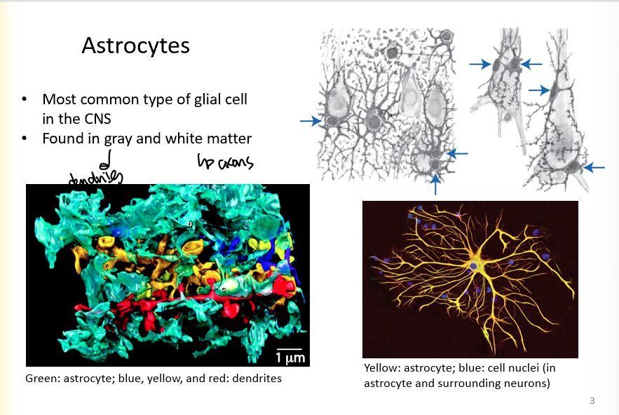 <ul><li><p>most common type of glial cell in the CNS</p></li><li><p>found in gray and white matter</p></li></ul>