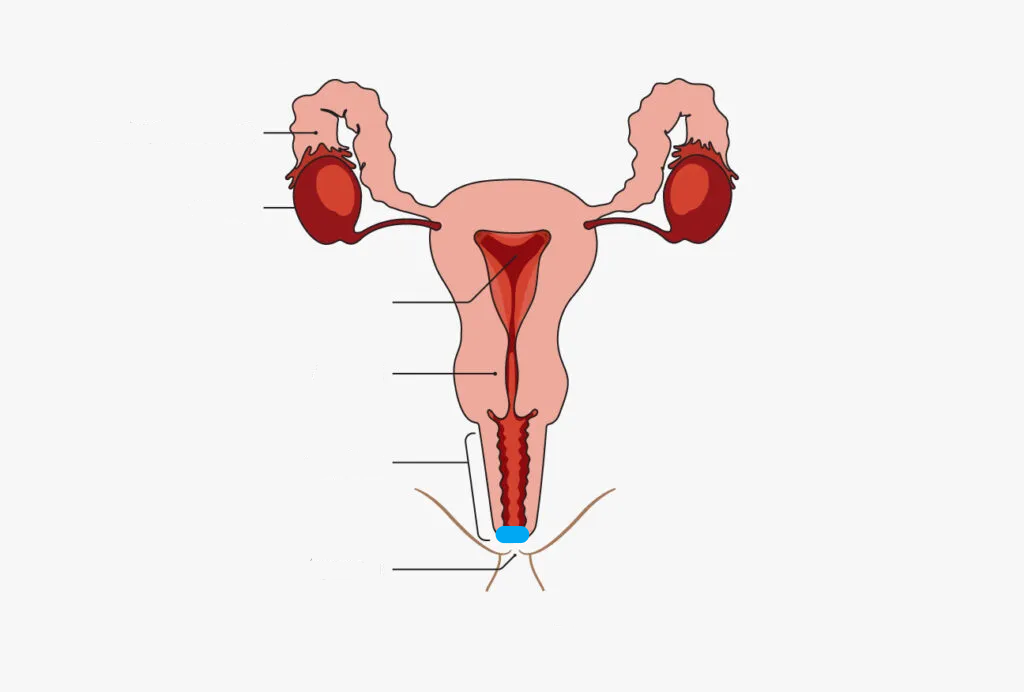 <p>What part of the Female reproductive system is this?</p>