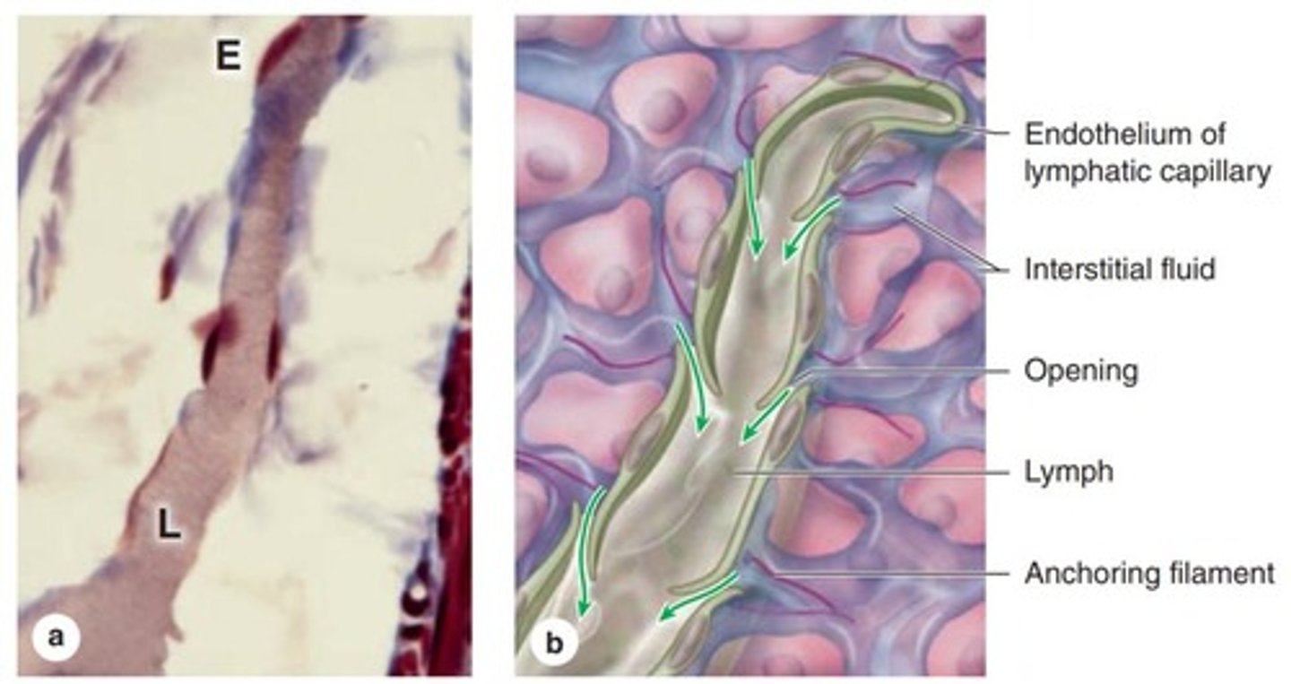 <p>Small vessels collecting interstitial fluid.</p>