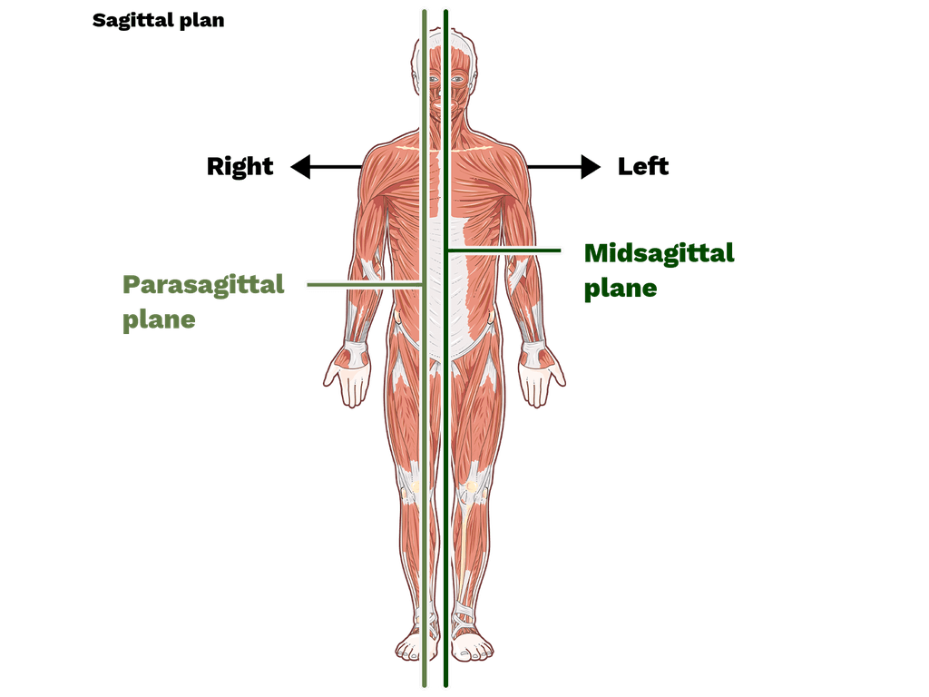 <p>A type of <strong>Sagittal Plane</strong> that divides the body into <strong>unequal</strong> left and right parts.</p>