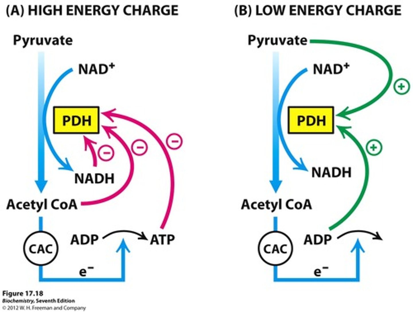 <p>- CoA - Activator</p><p>- NADH - Inihibitor</p><p>- ATP - Inihibitor</p><p>- NAD+ - Activator</p><p>- Fatty Acids - Inihibitor</p><p>- Pyruvate - Activator</p><p>- AMP - Activator</p><p>- Ca2+ - Activator</p><p>- Acetyl-CoA - Inihibitor</p><p>Rule of thumb is to remember that typically a substrate will act as an activator and a product will act as an inhibitor.</p>