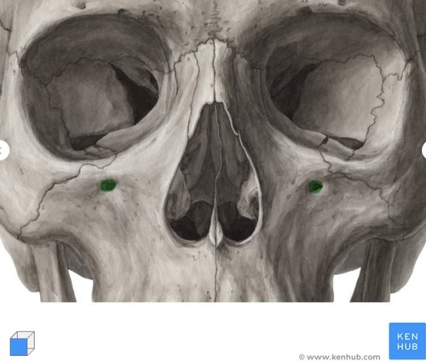<p>what is this called and what bone is it on?</p>