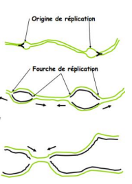 <p>la fourche de réplication qu’on peut observer au ME. Il y en a deux qui sont de part et d’autre de l’OR</p>