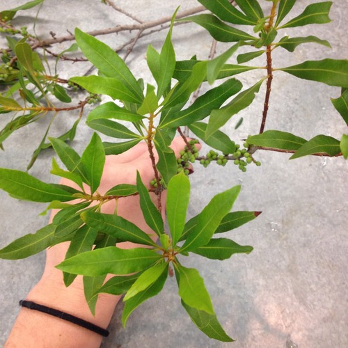 <p>-green wax berries</p><p>-leaves twist and stay close to the stem</p><p>-aromatic</p><p>-typically grow near water</p><p>-very clustered together</p><p>-covered in tiny yellow glands</p><p>-white bumps that will grow into blueberries</p>