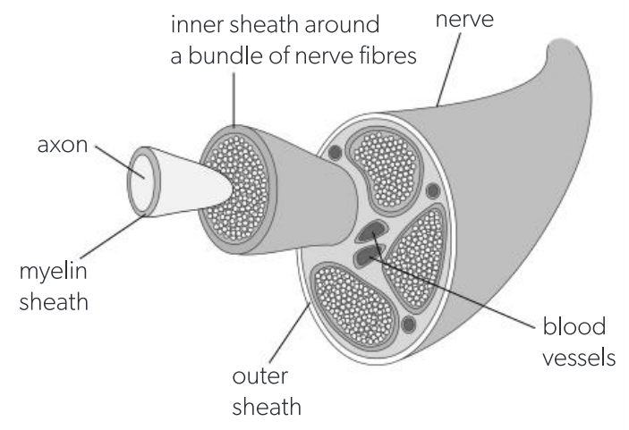 <p>A nerve is a bundle of nerve fibres enclosed in a protective sheath. <br><br><strong>Most nerves contain nerve fibres of both sensory and motor neurons.</strong> However, some contain only sensory neurons (e.g. the optic nerve) and some contain only motor neurons (e.g. the oculomotor nerve).</p>