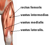 <p>rectus femoris, vastus lateralis, vastus medialis, vastus intermedius whole group works as prime movers in extending the knee</p>