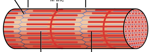 <p>the parts of this myofibril include?</p>