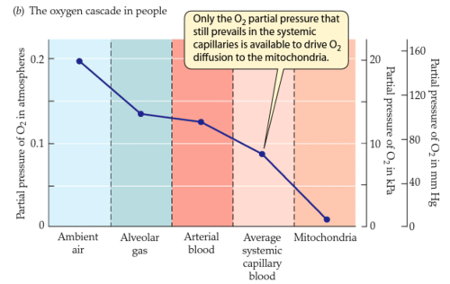 <p>only the O2 partial pressure that prevails in the systemic capillaries is available to drive O2 diffusion to the mitochondria</p>