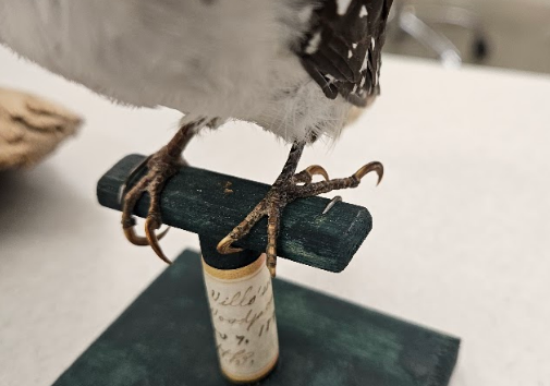 <p>the toes are arranged in pairs; second and third toes are in front, the fourth and hallux behind</p>