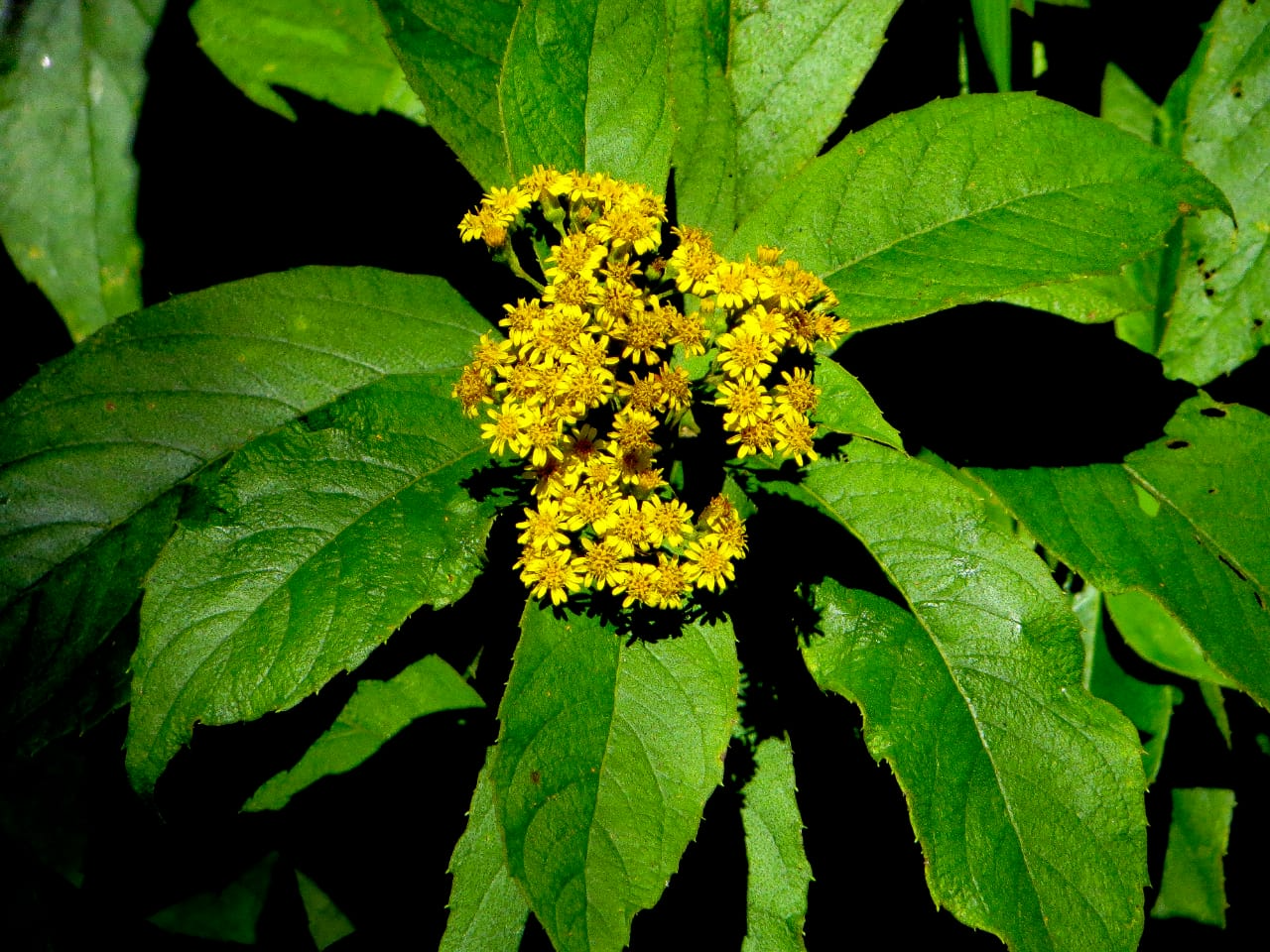 <p>Biological Origin: <strong><em>Blumea balsamifera </em>(L.) DC. (Asteraceae)</strong></p><p>Common Name: <strong>Sambong</strong></p><p>Part used: <strong>Leaf</strong></p><p>Medicinal use:</p><ul><li><p><strong>Urolithiasis</strong></p></li></ul><p>Secondary metabolites:</p><ul><li><p><strong>Camphor</strong></p></li><li><p><strong>Limonene</strong></p></li></ul><p>Note sa quiz:</p><ul><li><p>included in Philippine Pharmacopeia</p></li><li><p>included in DOH’s 10 halamang gamot</p></li></ul>