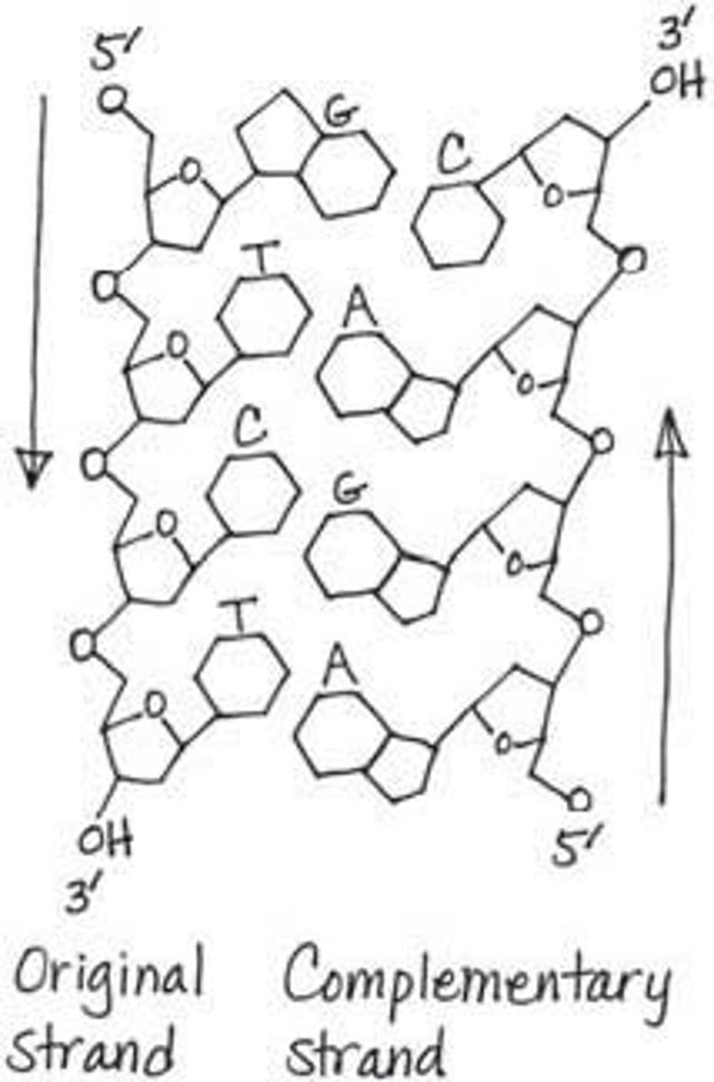 <p>Nucleic acid Polymer</p>