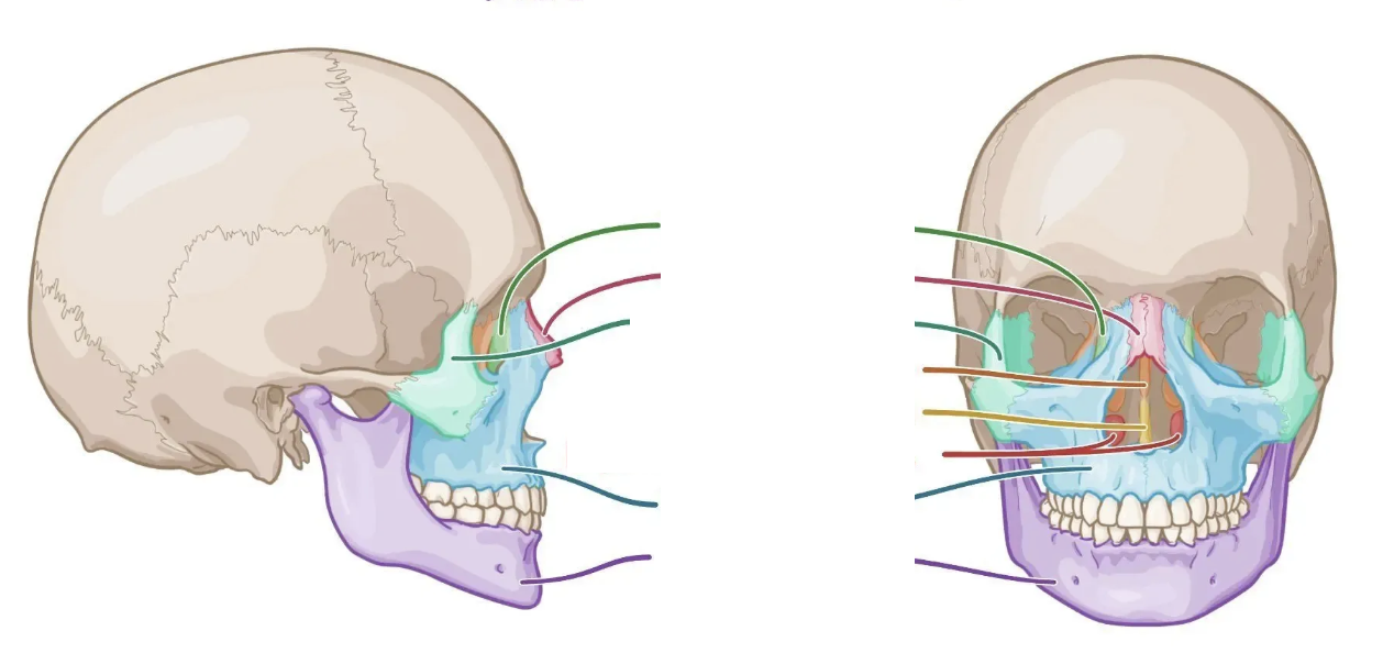 <p>label the bones of the viscerocranium </p>