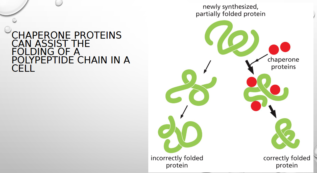 <p>assist in folding the polypeptide chain (folding decreases conformation energy)</p>