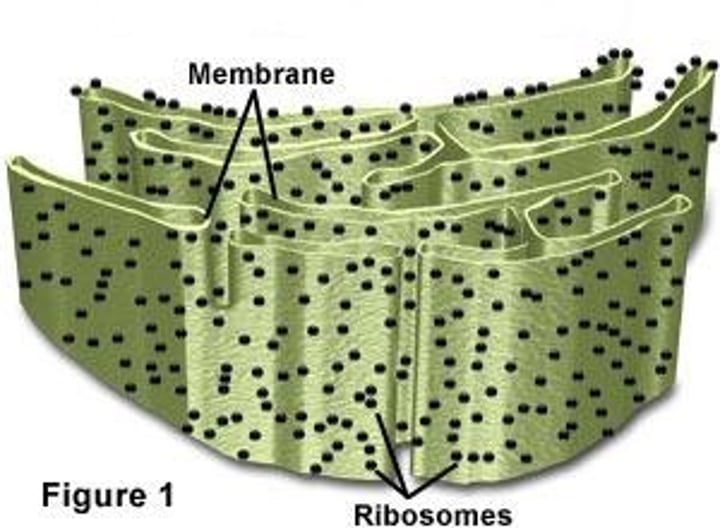 <p>part of Endoplasmic Reticulum with Ribosomes attached which makes its use for protein synthesis, transports "domestically" within the cell.</p>